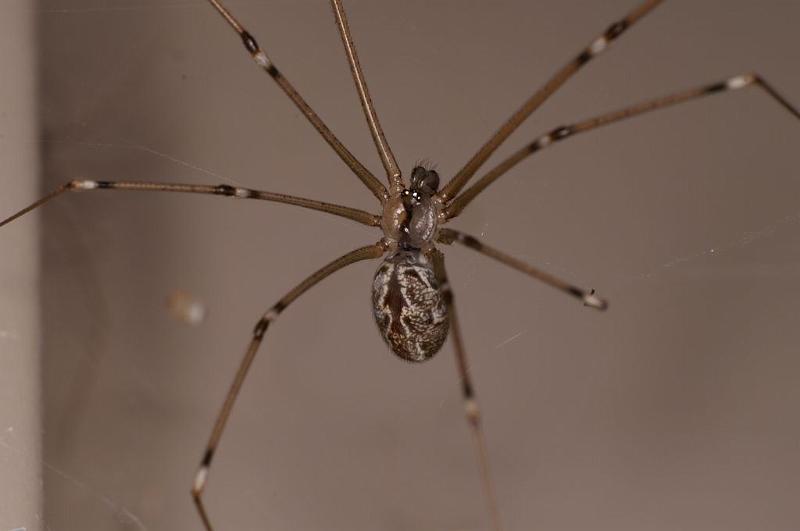 Smeringopus_pallidus_D7056_Z_90_Camping at Hopi hollow_Australie.jpg